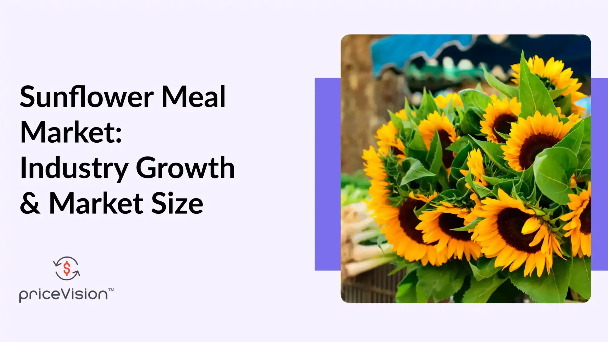 Sunflower Meal Market