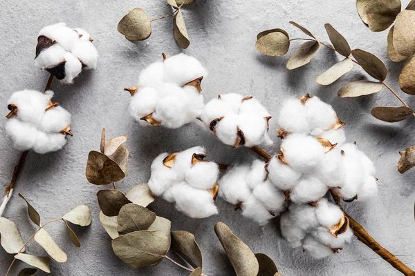 Cotton Market Analysis: Challenges and Opportunities in 2023-24